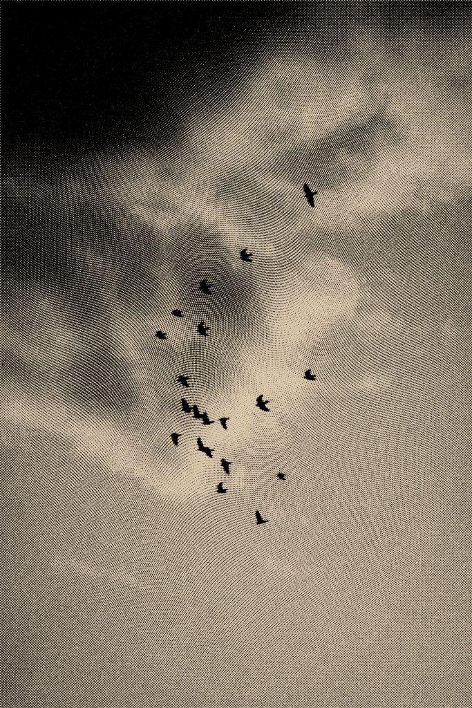 Vol d'oiseau dans le ciel pour exprimer la liberté